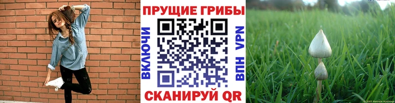 Псилоцибиновые грибы Cubensis  Черноголовка 